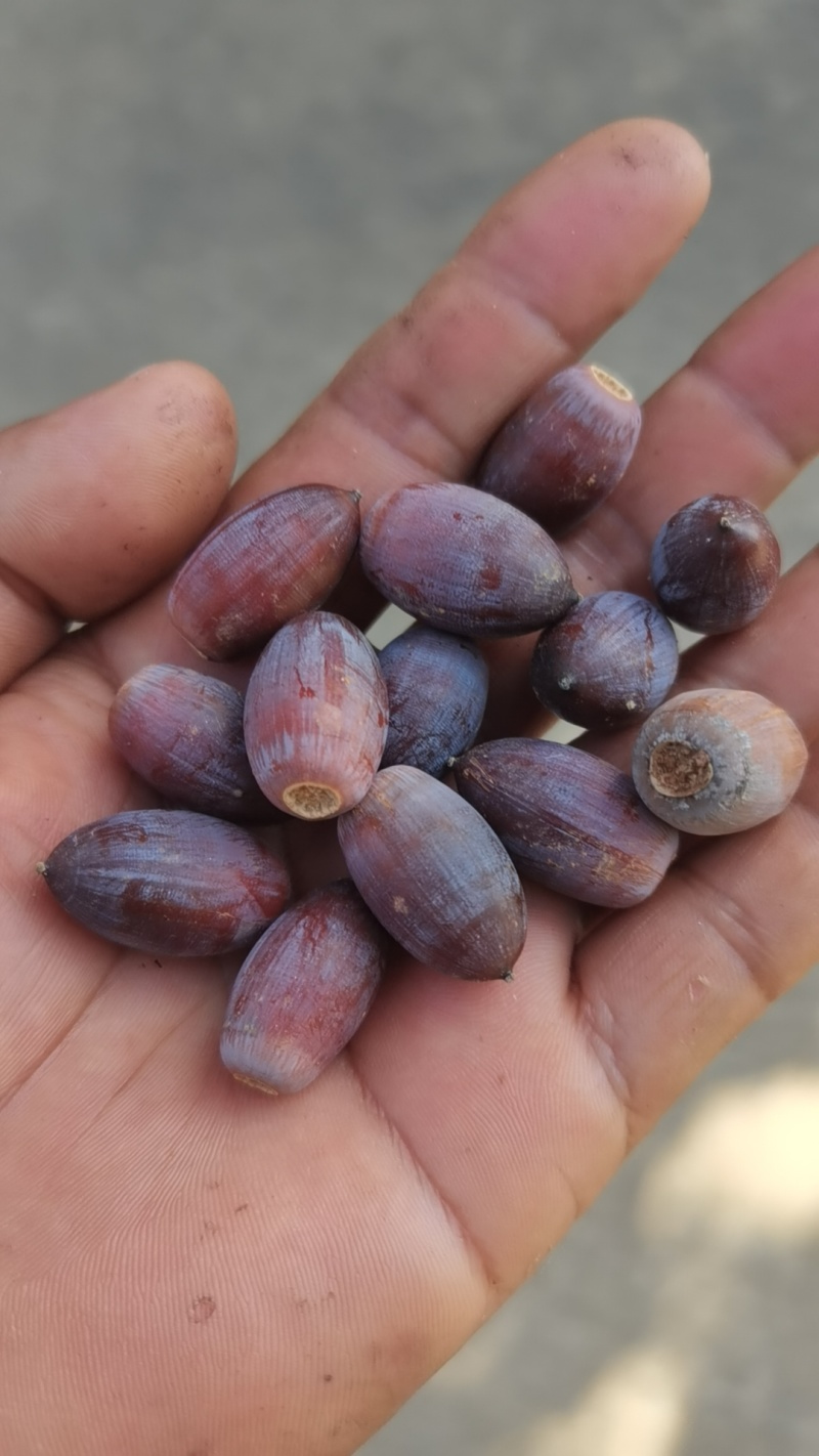 感谢九江，湖南，广东，广西，浙江的老板支持我家的纯野生的金子