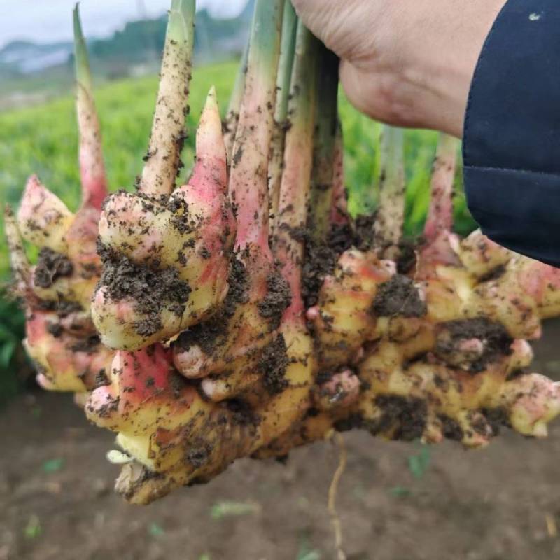 贵州小黄姜