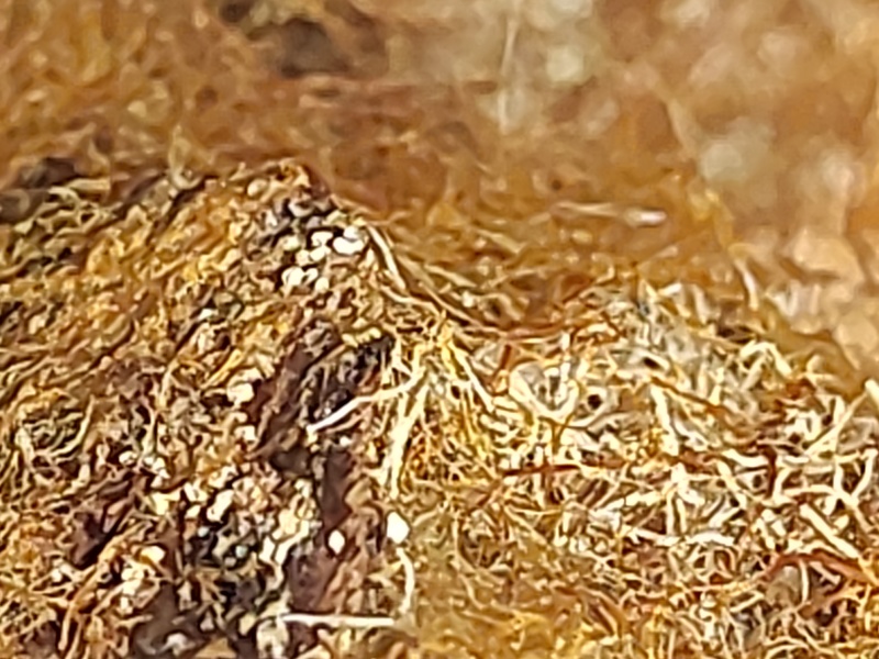 毛慈菇苗（伴生菌）鲜货