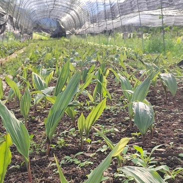 毛慈菇苗（伴生菌）鲜货