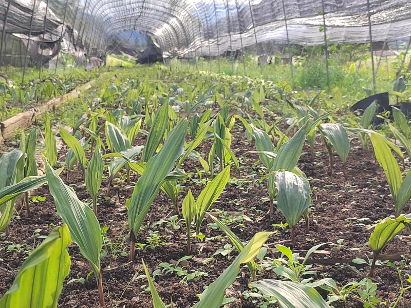 毛慈菇苗（伴生菌）鲜货