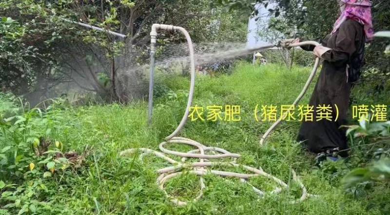有机、富硒山茶籽油