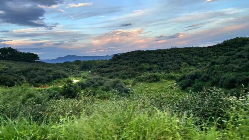 有机、富硒山茶籽油