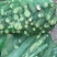 黄心木薯