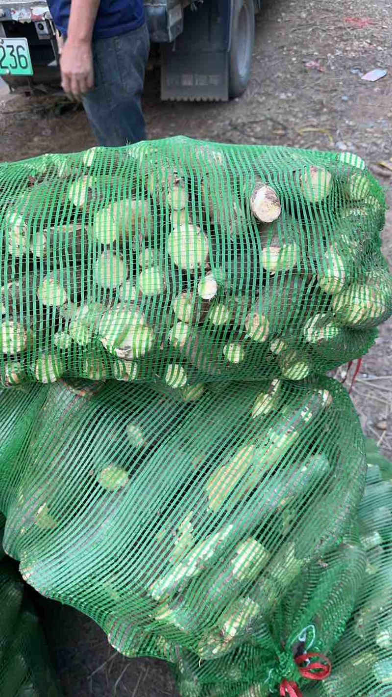 黄心木薯