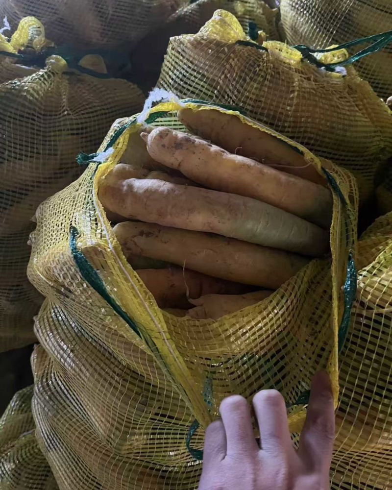 黄胡萝卜