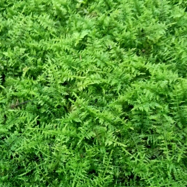 苔藓