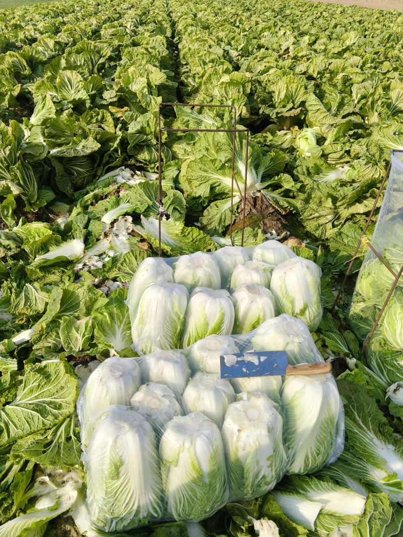 大白菜种植产地