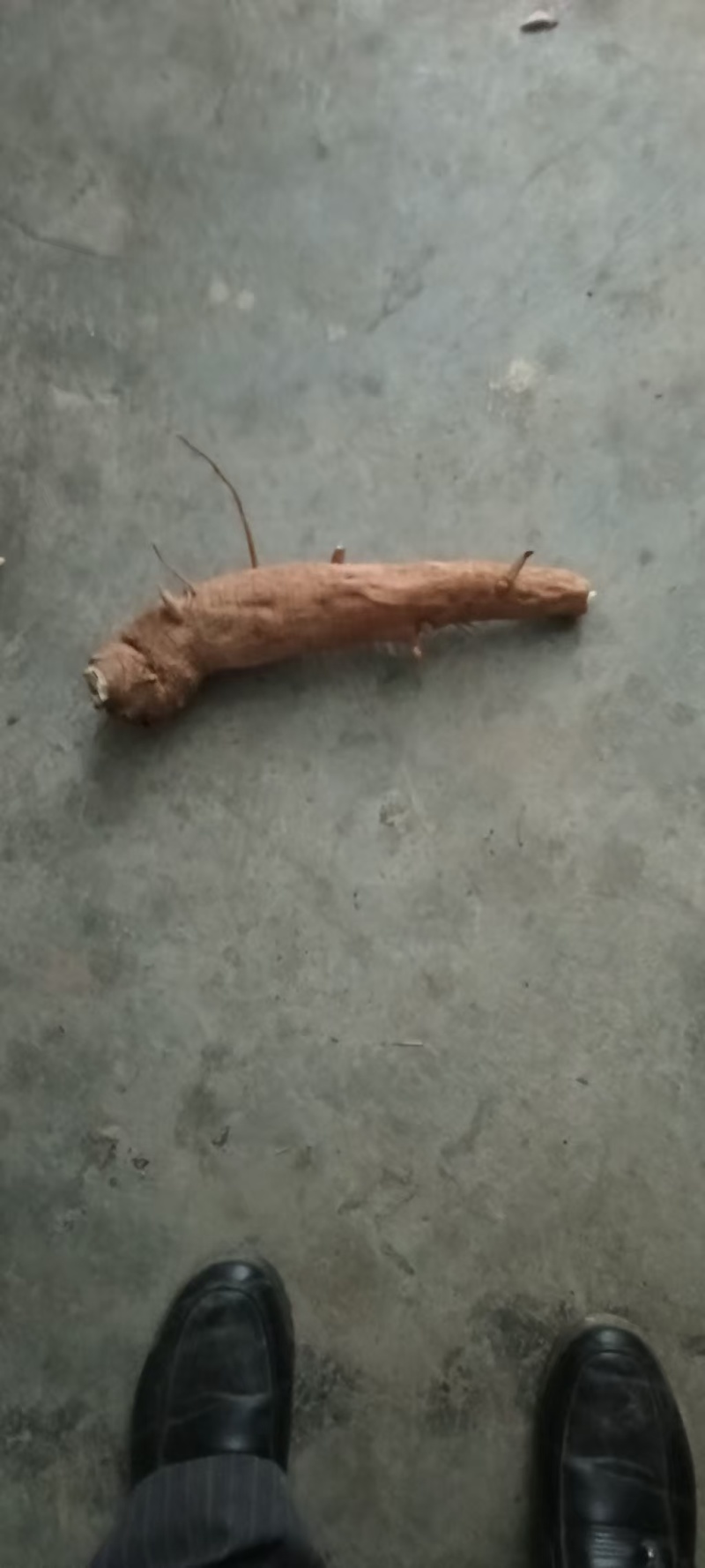 商陆