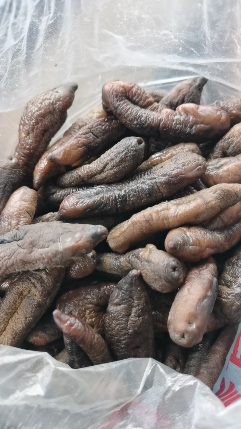 去皮东海大乌参，海番薯，海茄子