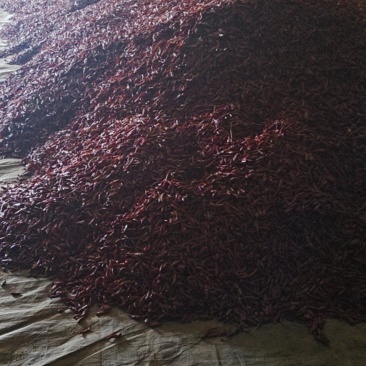 卖干辣椒🌶️
