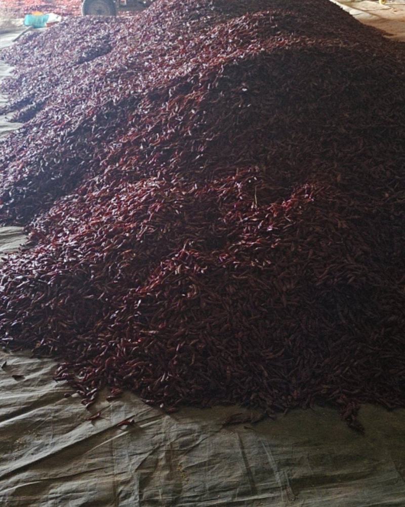 卖干辣椒🌶️