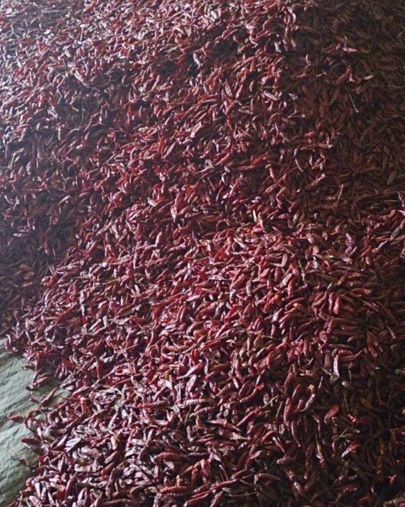卖干辣椒🌶️