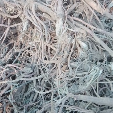 大叶白花前胡