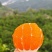 湖北果东橙