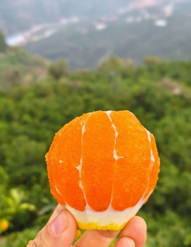 湖北果东橙