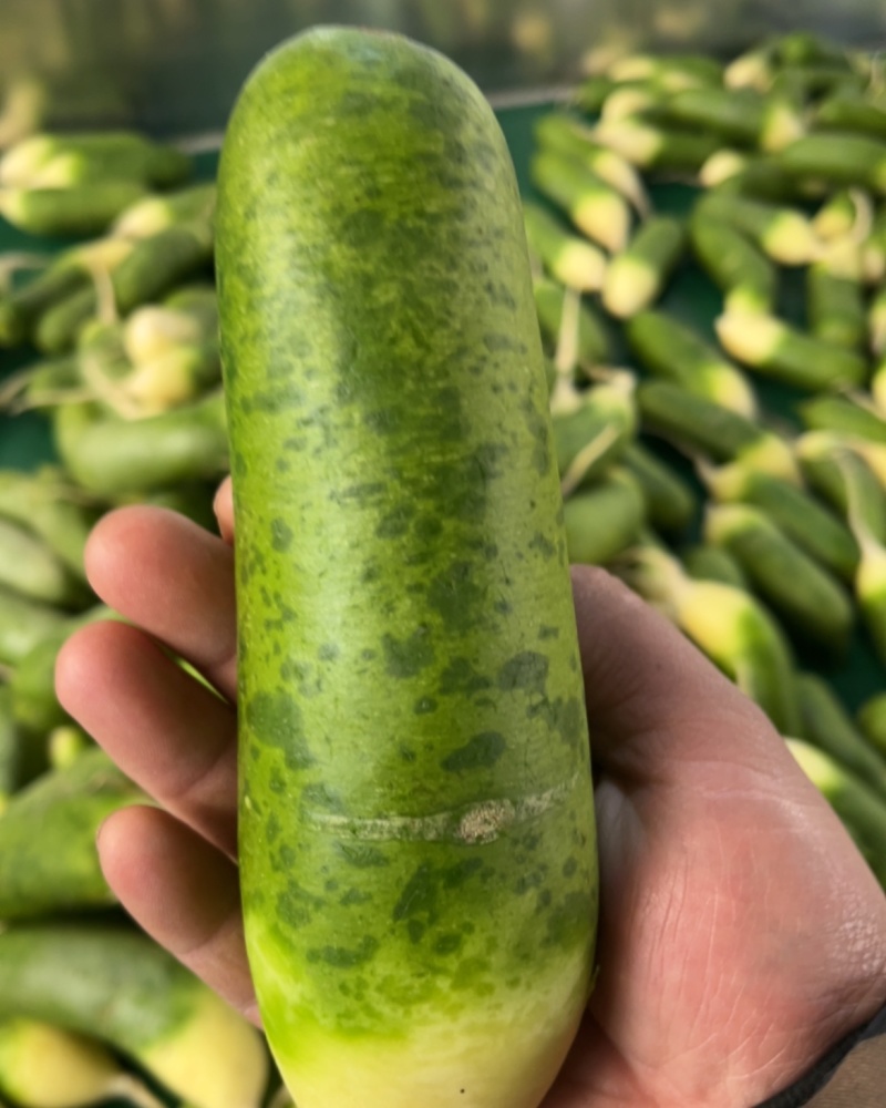 水洗小条精品水果萝卜