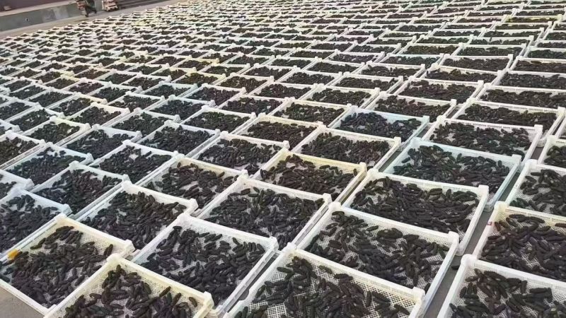 威海野生干海参批发