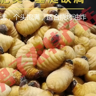 竹虫