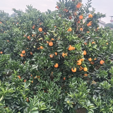 湖南崀山脐橙