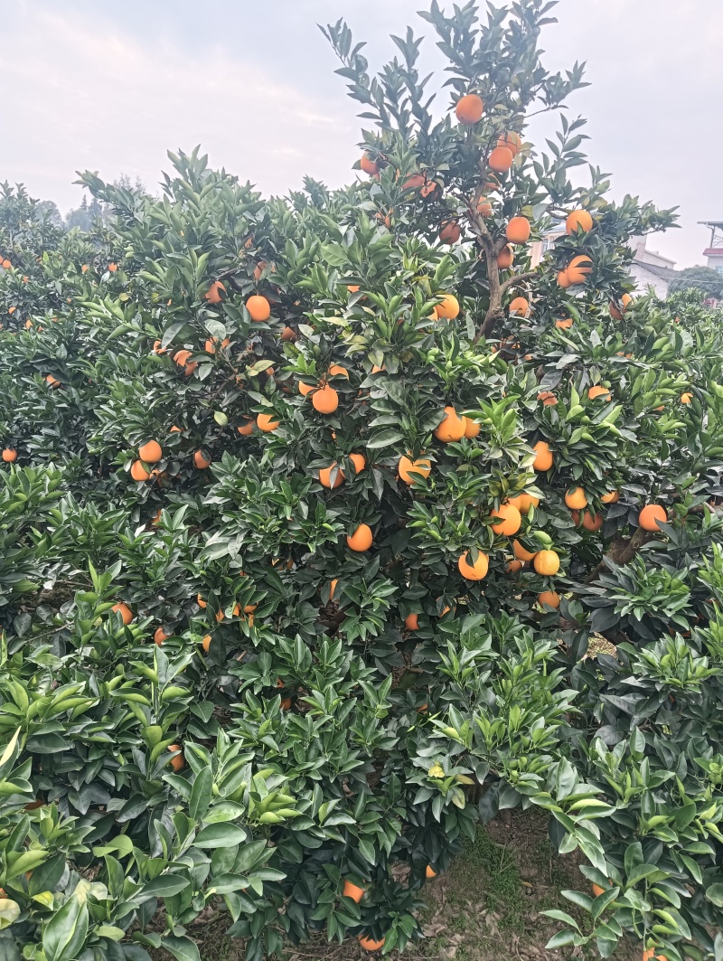 湖南崀山脐橙