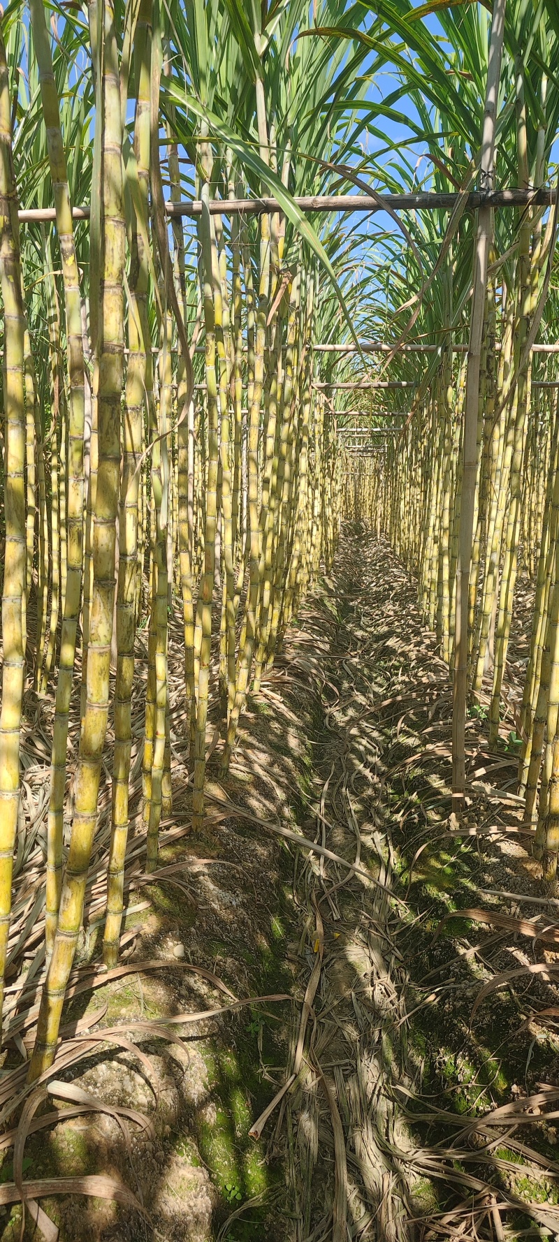 甘蔗