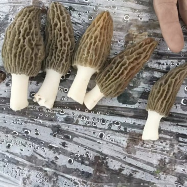 鲜货羊肚菌精品