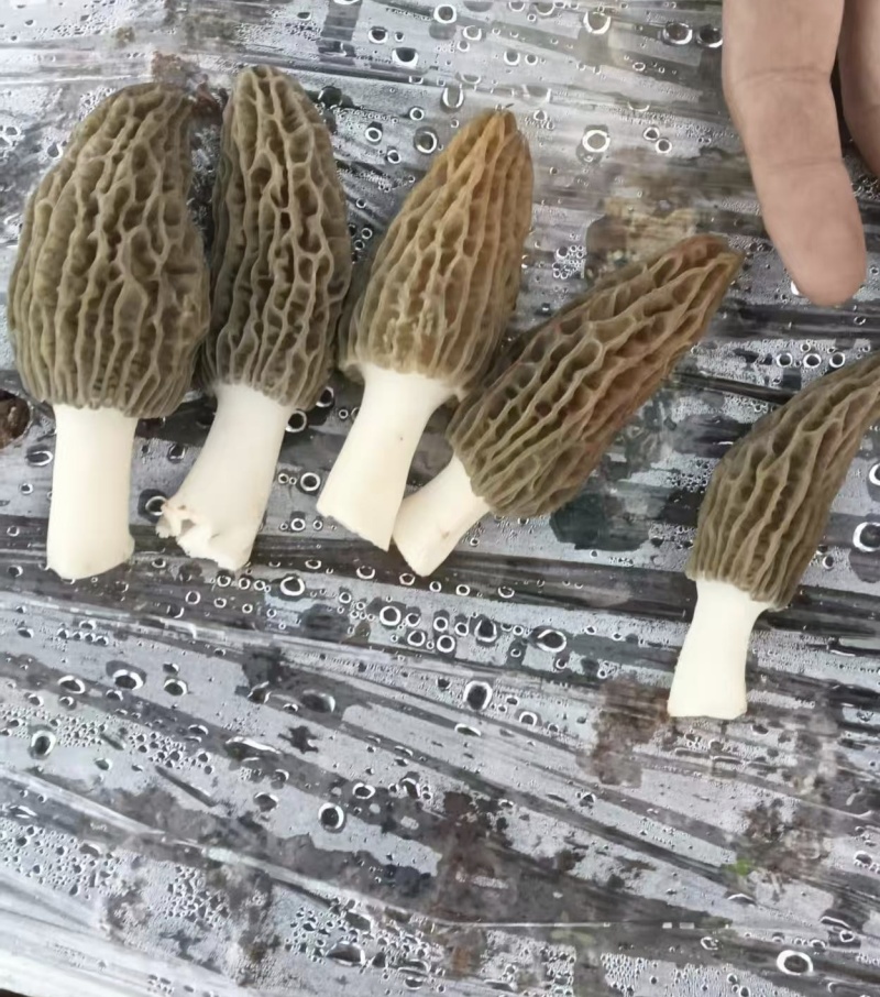 鲜货羊肚菌精品