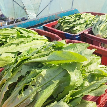 油麦菜