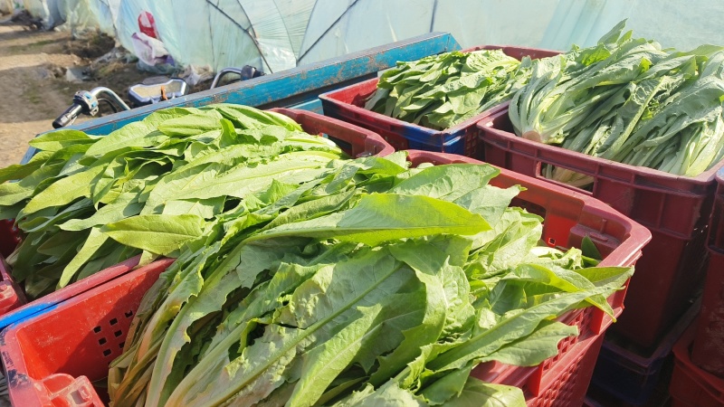 油麦菜