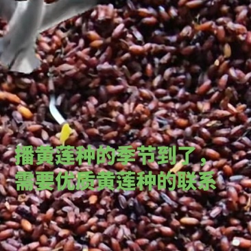 黄莲种子