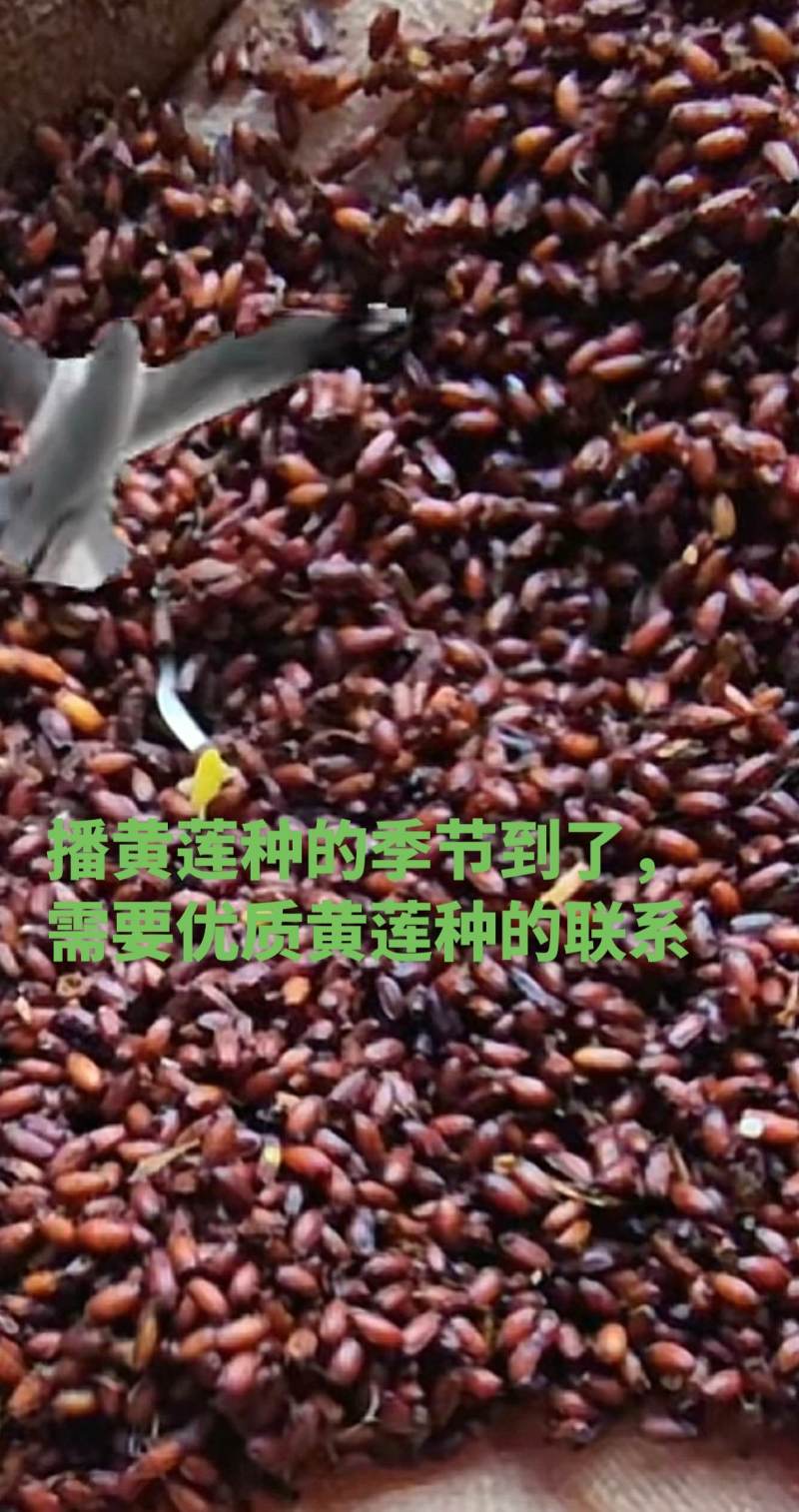 黄莲种子