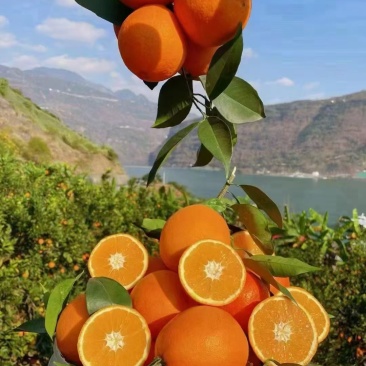 大凉山雷波脐橙
