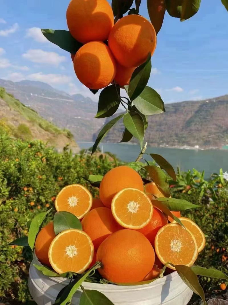 大凉山雷波脐橙