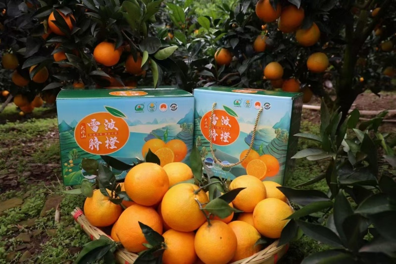 大凉山雷波脐橙