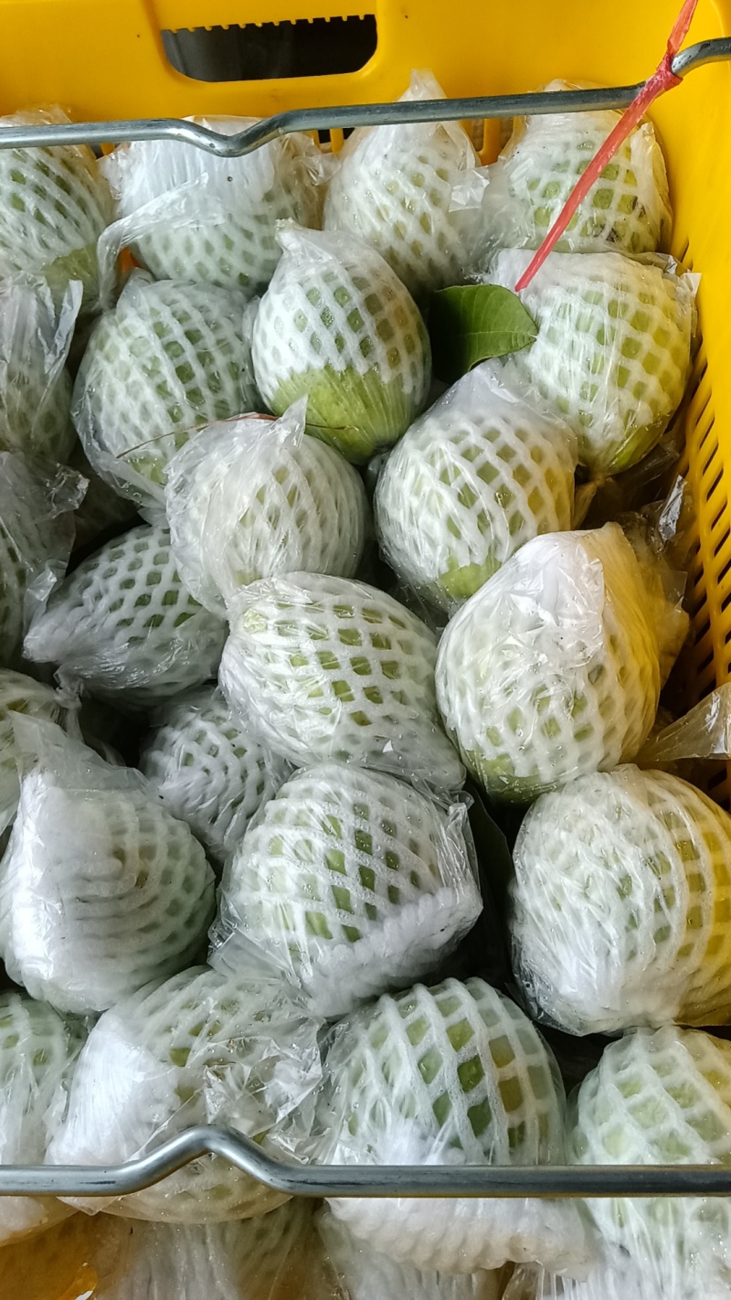 广西芭乐