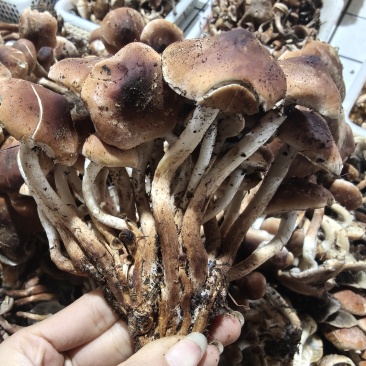 野生青冈菌
