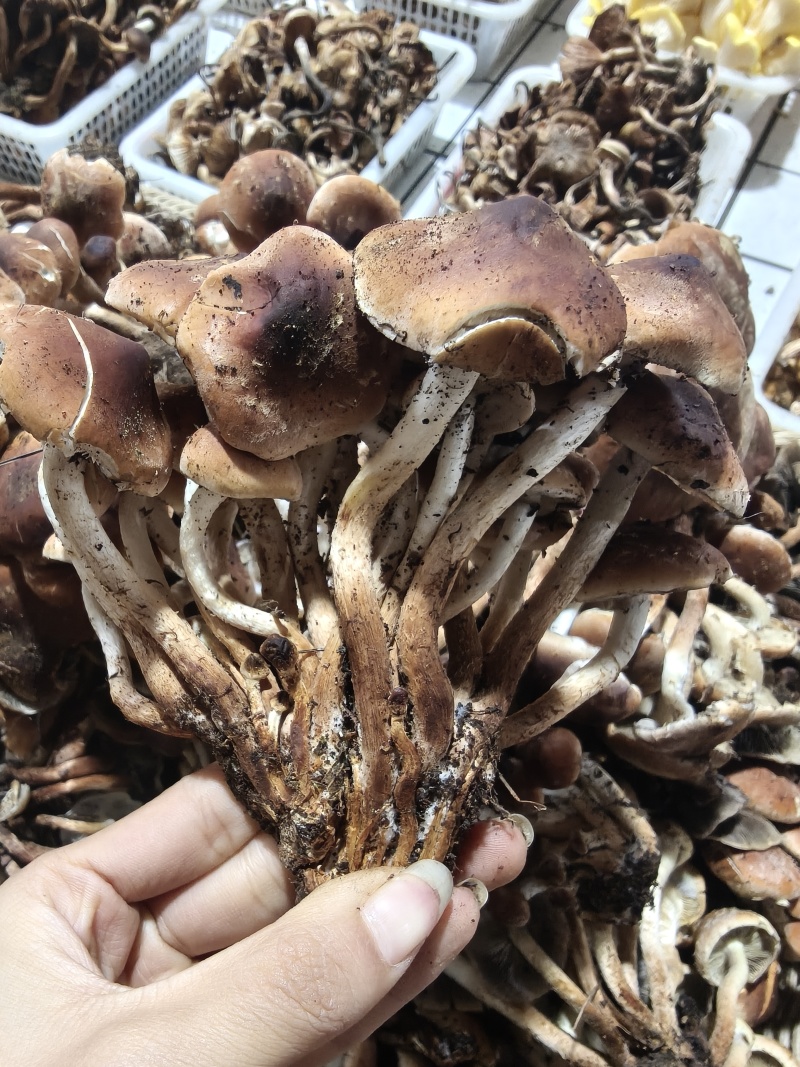 野生青冈菌