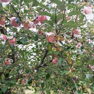 山西冰糖心苹果