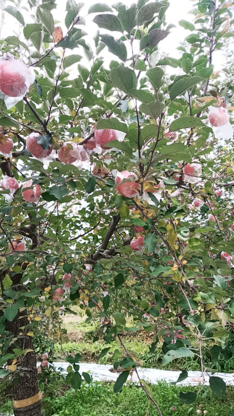 山西冰糖心苹果