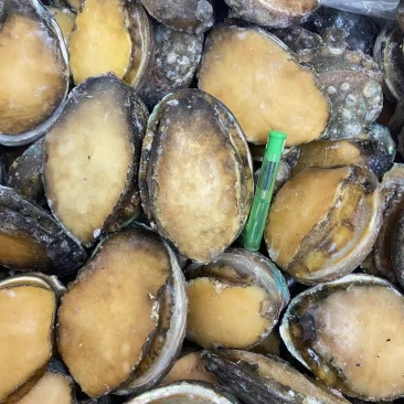 威海鲍鱼8头，42