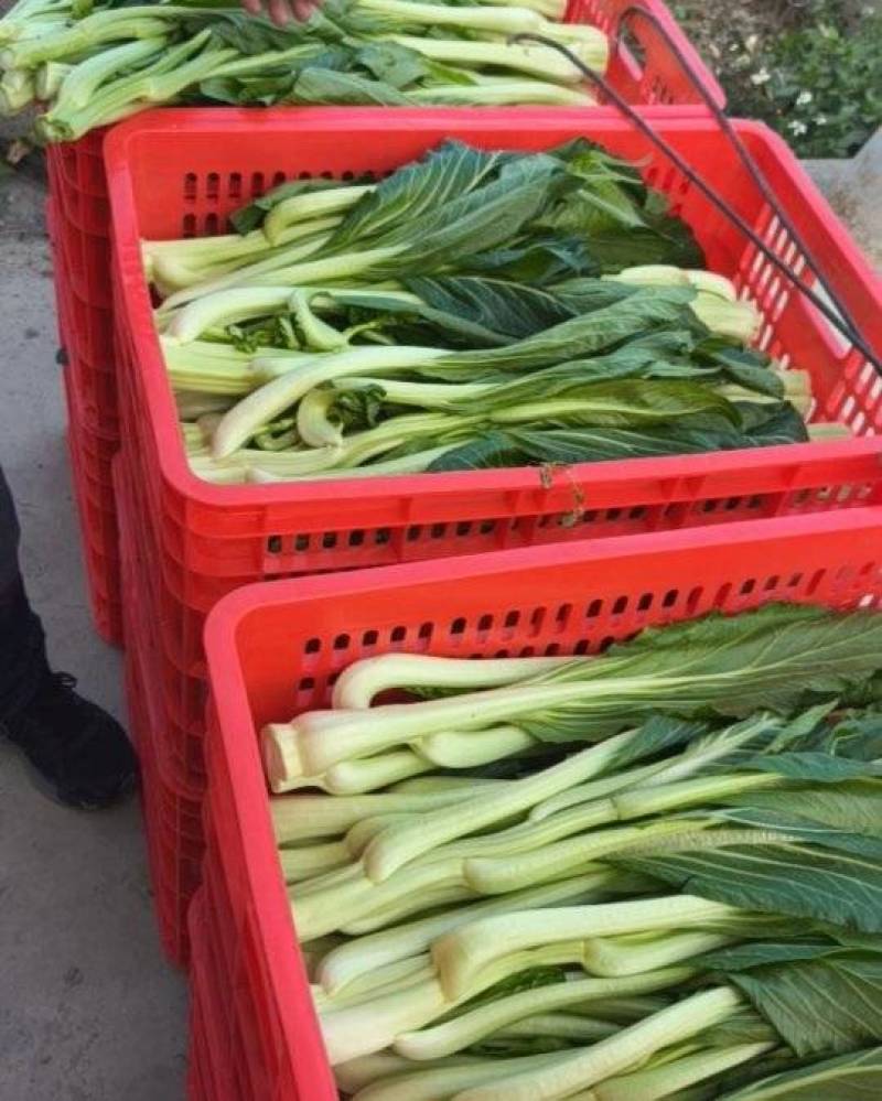 迟菜心