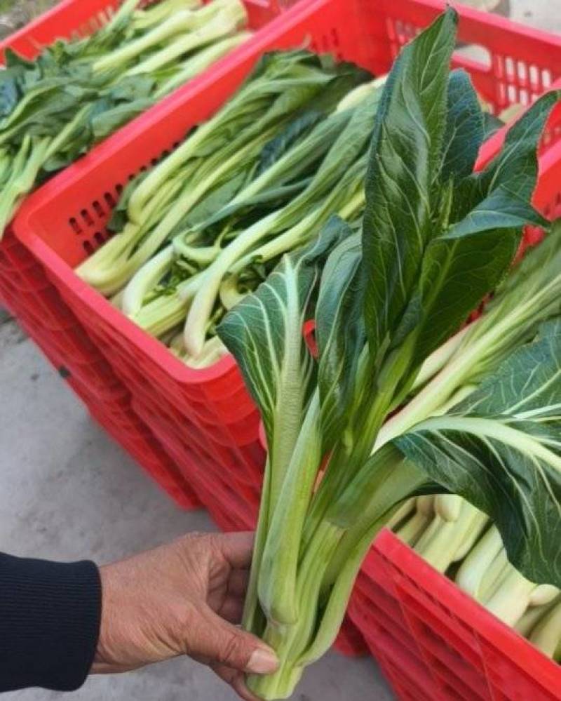 迟菜心