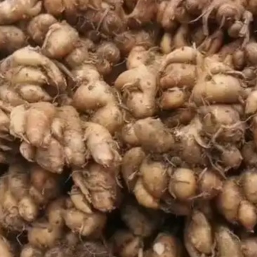 生沙姜