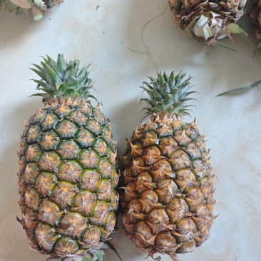 海南金钻凤梨