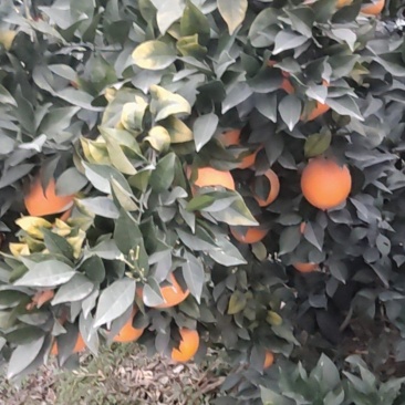 秭归脐橙