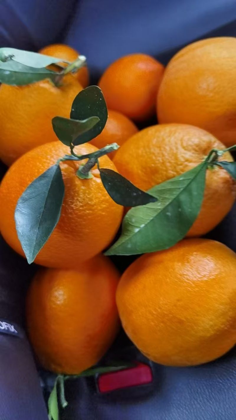 橙子