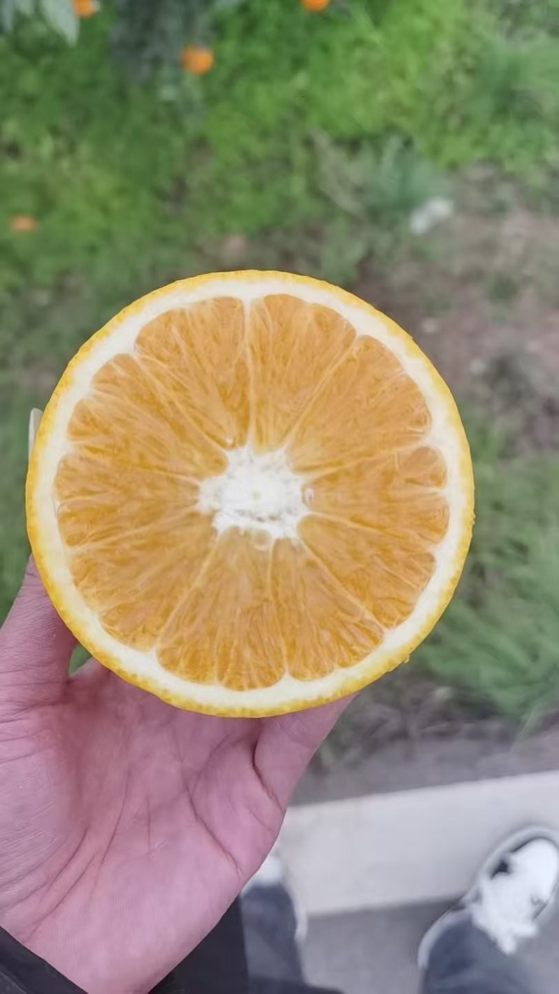 橙子