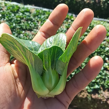 上海青板蓝根青菜澳洲田杆