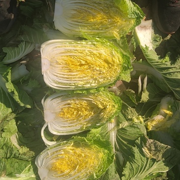黄心大白菜